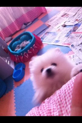 吃狐妖的小鹰主播照片