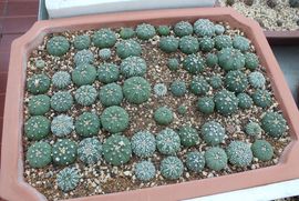 ✿炫彩主播照片