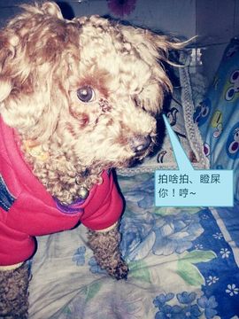 靠实力把自己养胖主播照片