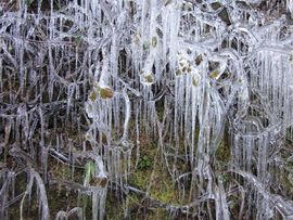 ”平安果”主播照片