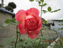 習慣有妮主播照片