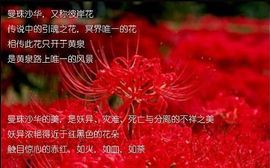 手捧彼岸花求婚奈何桥主播照片