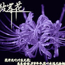 手捧彼岸花求婚奈何桥海报