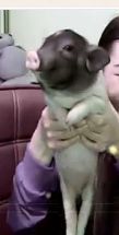 ⑥๑۩ღღღ小月۩๑主播照片