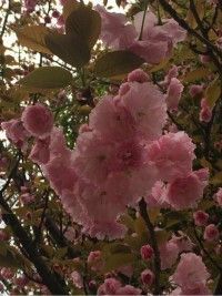 ︶少ゐゑ爺主播照片
