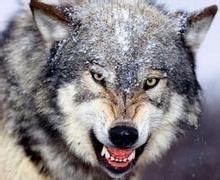 ￡夜色国际★狼狼彡的主播照片、视频直播图片