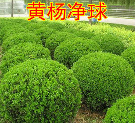 9五之尊绿化苗木主播照片