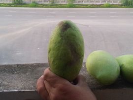 蓝鸟里叔主播照片