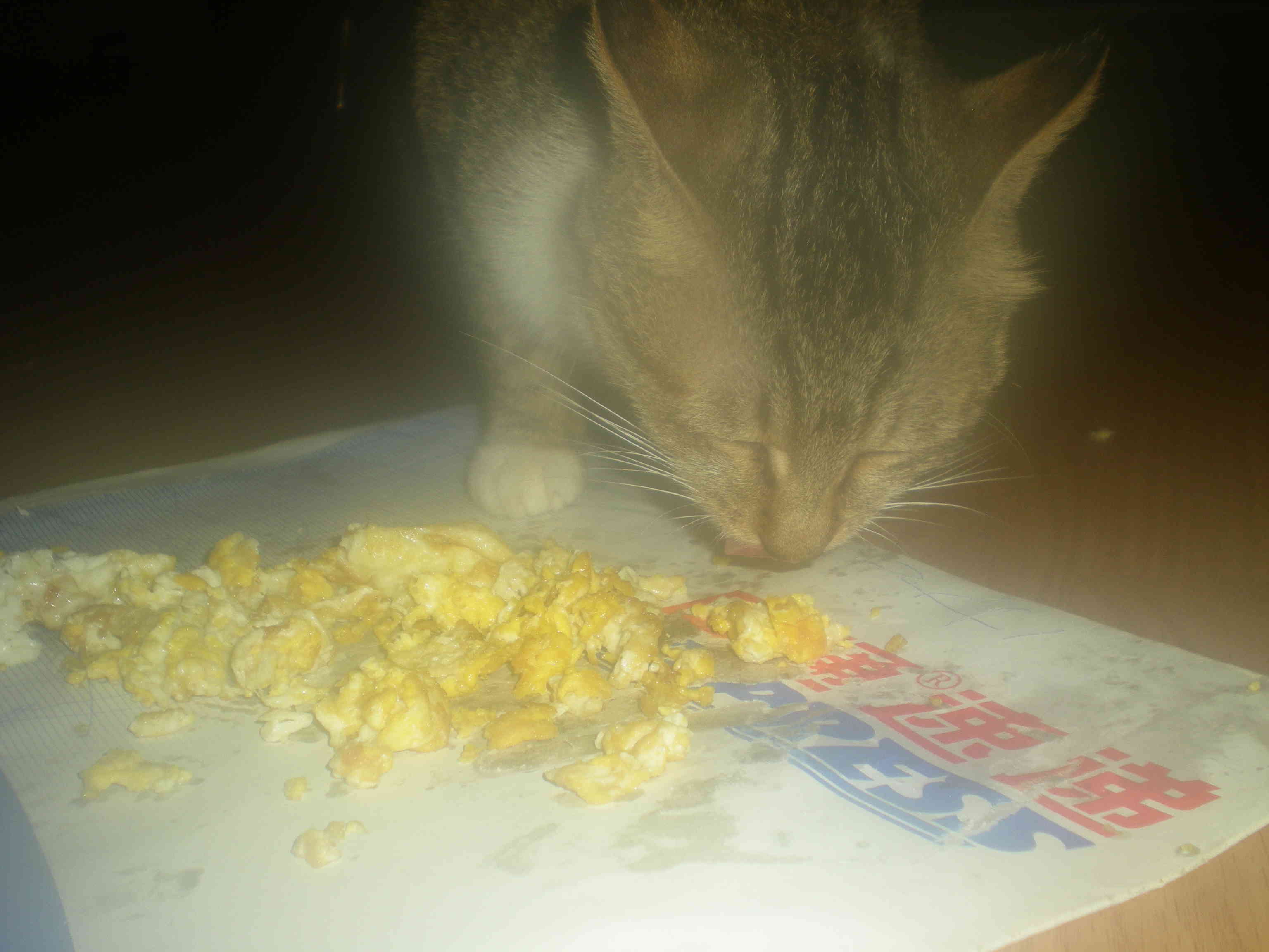 挑逗猫的老鼠主播照片