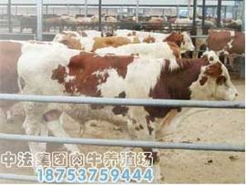 中法肉牛养殖场主播照片