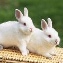 ♥╭幸福的大白兔♥╭
