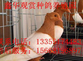 864480060主播照片