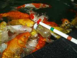 壹苆苁主播照片