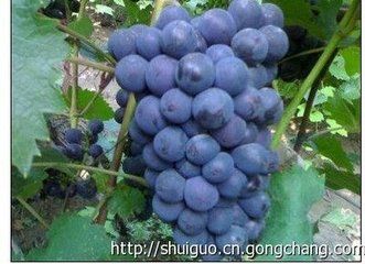 じ想念★╮守护佳阴的图片