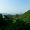 淡淡清茶*