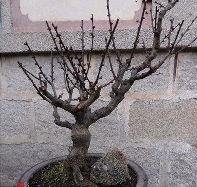 逸轩花卉园艺主播照片
