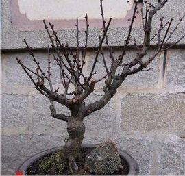 逸轩花卉园艺主播照片