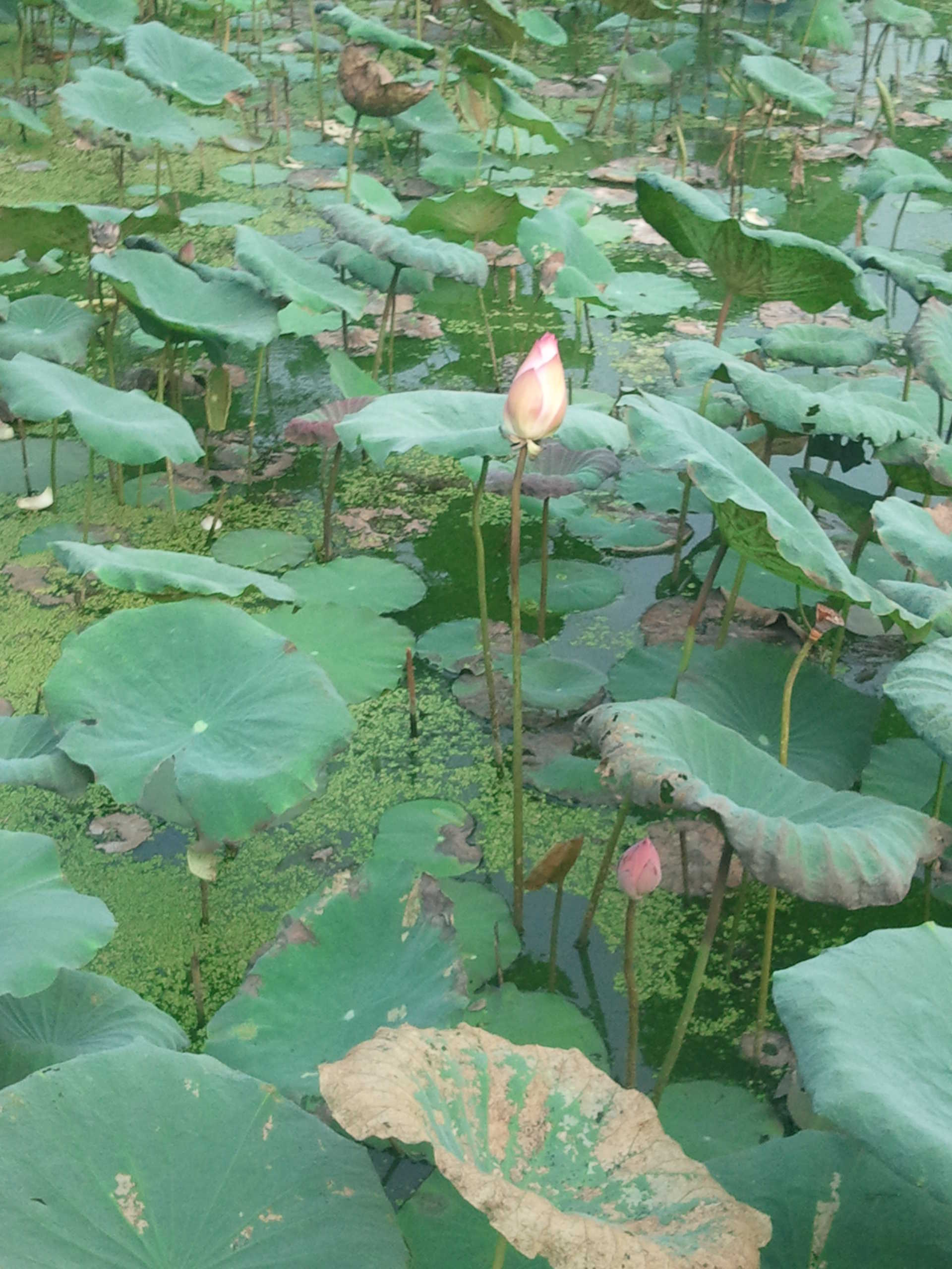 百家饭=年糕的主播照片