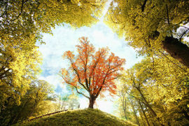 永远挂号主播照片