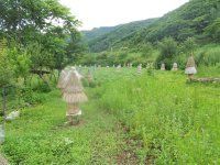 野蜂王主播照片