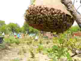 野蜂王主播照片