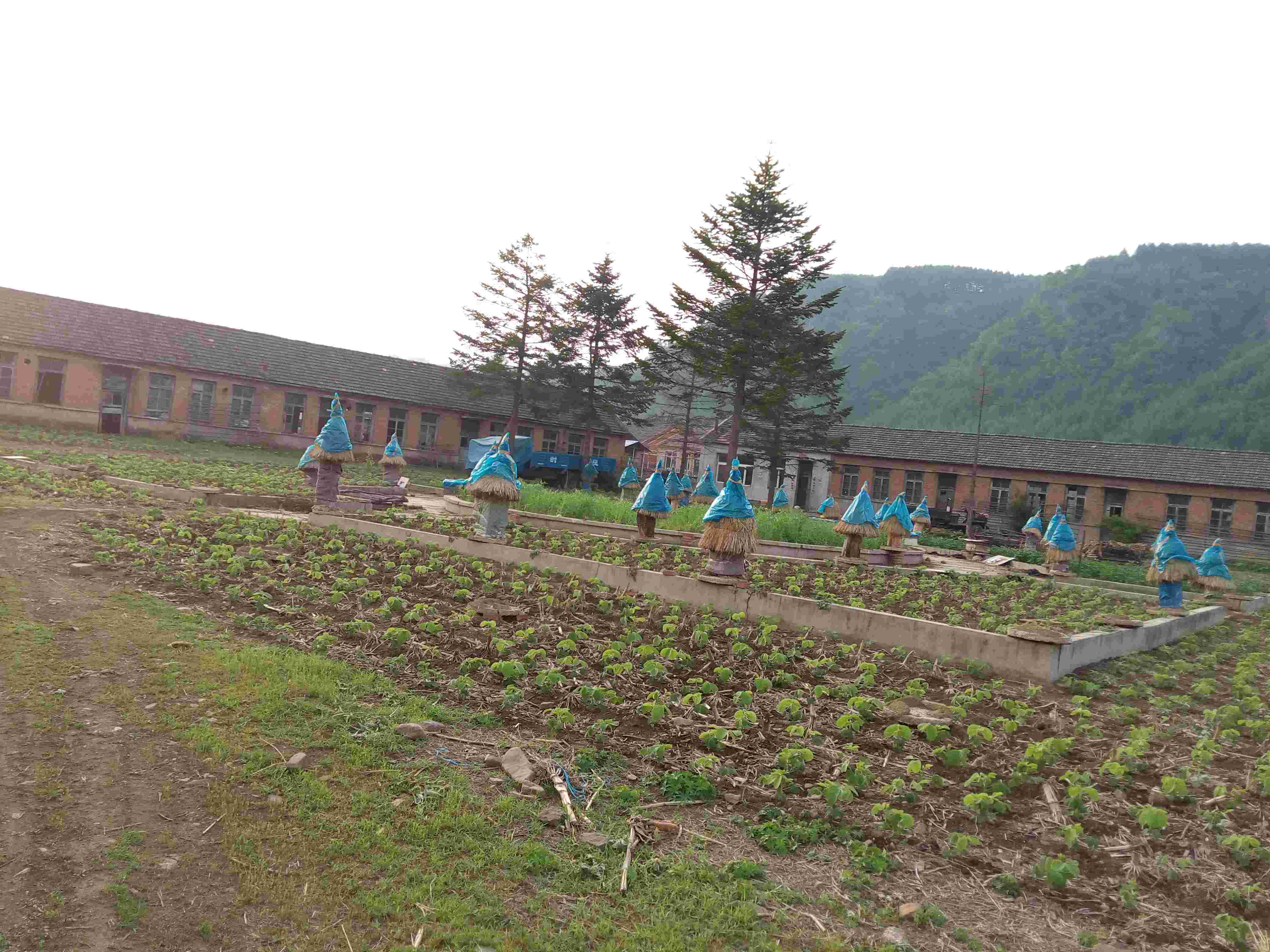 野蜂王的主播照片
