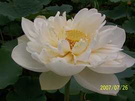 lxl雪緖主播照片