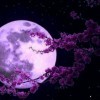紫幽兰之梦
