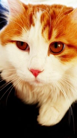 ☜ღAn甜甜ღ☞主播照片