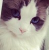 白羊猫