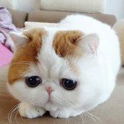 阳光下、慵懒的猫
