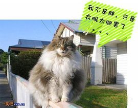 ︿道哥︿主播照片