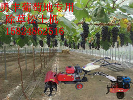 nongfenga主播照片