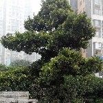 纯爷们】