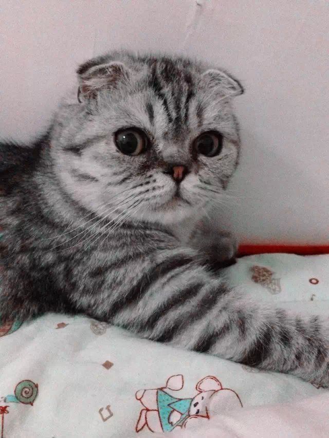 ?古德貓?的主播照片