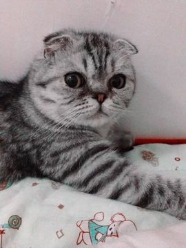 ღ古德猫ღ主播照片