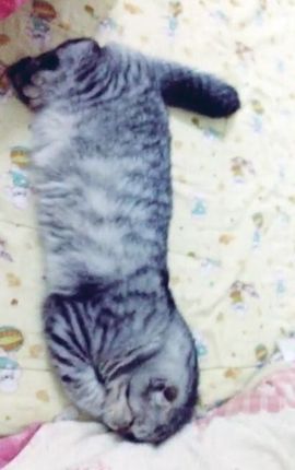 ღ古德猫ღ主播照片