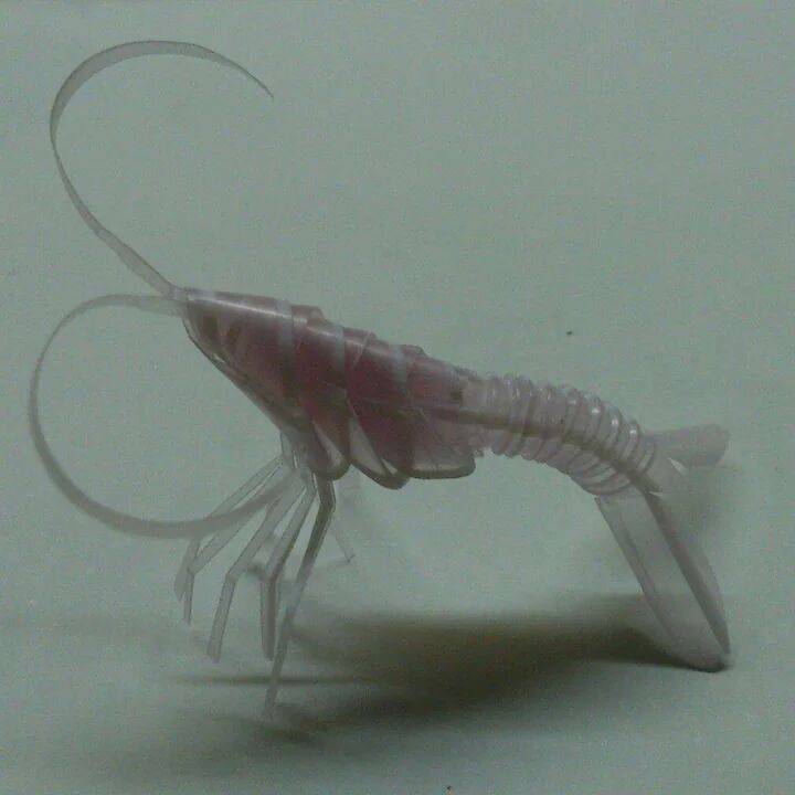 潛在空氣中的笨笨魚(yú)的主播照片