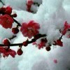 命运多舛o