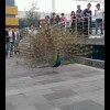 启繁洛を星辰海报