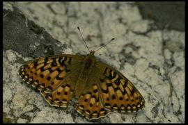 月光2018主播照片