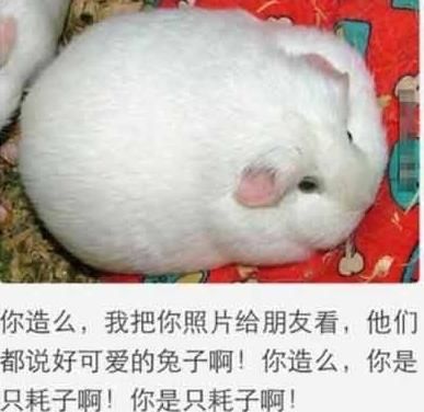 卟語卻知心的主播照片