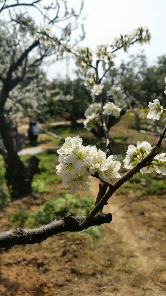 十六分休止符‘的主播照片