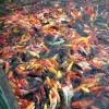 急找彩庄海报