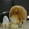 大V皇帝@