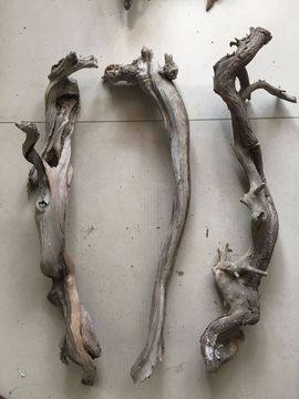 老虎爱上猫咪520主播照片