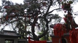 [无微]主播照片