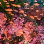 连香水海报