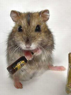 红六军主播照片