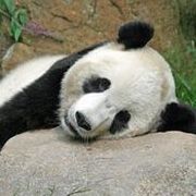 panda小陌海报